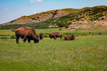 Buffalo Bison grazing in a meadow with the Wichita mountains in the background - obrazy, fototapety, plakaty