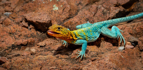 Naklejka na ściany i meble collard lizard on rocky ground also known as a boomer lizard
