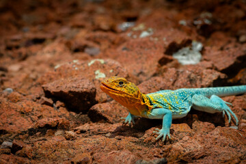 collard lizard on rocky ground also known as a boomer lizard