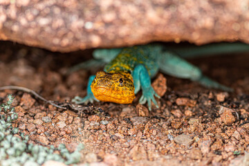 Naklejka na ściany i meble collard lizard on rocky ground also known as a boomer lizard