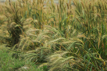 Golden ears of wheat on the field.