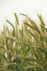 Close up of wheat ears, field of wheat in a summer day. Harvesting period