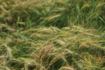 Close up of wheat ears, field of wheat in a summer day. Harvesting period