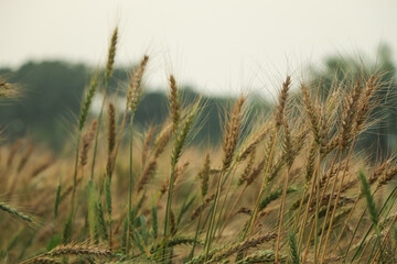 Fototapeta premium Field of wheat at sunrise in Provence, France. Close up view, selective focus. Beautiful summer nature background.
