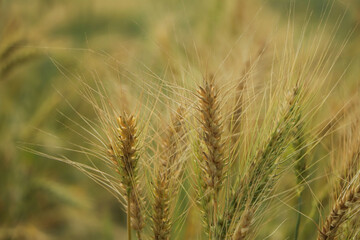 Fototapeta premium green wheat field and sunny day
