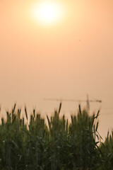 Wheat field. Ears of golden wheat close up. Beautiful Nature Sunset Landscape. Rural Scenery under Shining Sunlight. Background of ripening ears of wheat field. Rich harvest Concept. Label art design