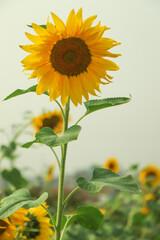 Sunflower with selective focus in field