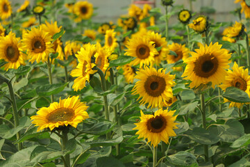 sunflower with blue sky and beautiful sun sunflower
