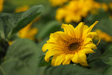 Sunflower closeup that is growing in field