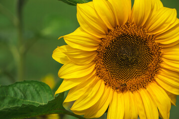 Fototapeta premium Sunflower with a lot of copy space