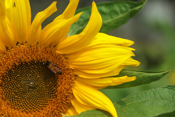 Bright yellow sunflowers on blurred sunny background. Horizontal nature banner with sunflower. Copy space for text