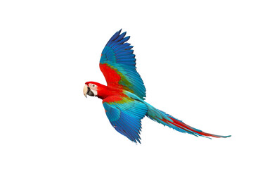 Colorful flying parrot isolated on transparent background png file	