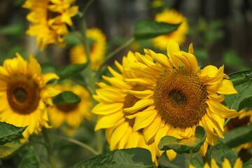 Yellow sunflowers. Field of sunflowers, rural landscape.