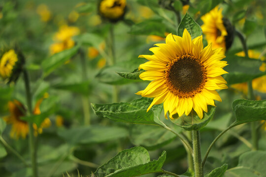sunflower field over cloudy blue sky and bright sun lights