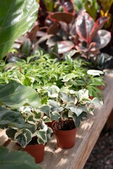 Ivy Amongst Houseplants