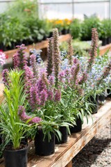 Liatris in the Greenhouse