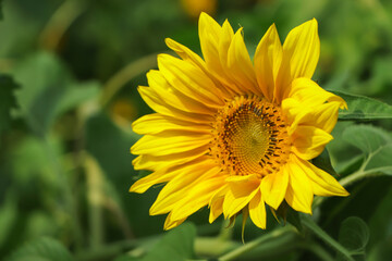 Sunflower closeup in field with copy space