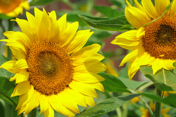 sunflower blooming in field with copy space