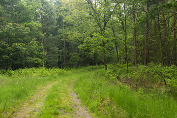 Fototapeta na wymiar zielona droga leśna, wiosna