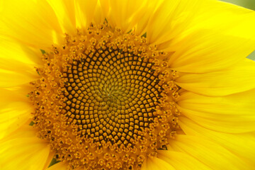 Obraz premium Closeup of sunflower with selective focus