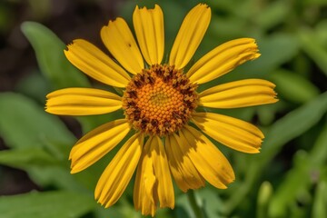 Obraz premium Beautiful close-up of a yellow daisy flower with green leaves. Generative AI