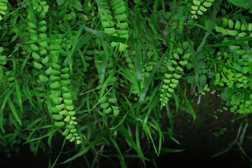 The background image that is green, the colors of the autumn leaves are perfect, suitable for seasonal use.