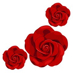 red rose isolated on white