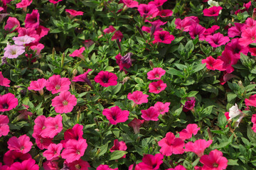 Fototapeta na wymiar Flower Bed with pink petunias, Colorful pink petunia flower close up, Petunia flowers bloom, petunia blossom, Petunia flowers in garden.