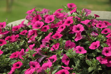 Fototapeta na wymiar Background of pink petunia flower in garden
