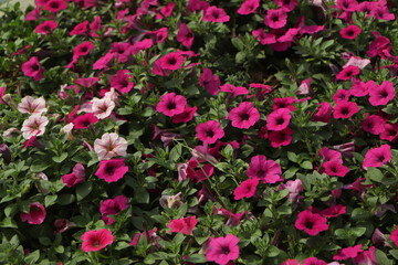 Pink petunia flower in garden with green background