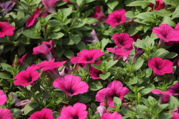 Background of many pink petunia flower in a big pot