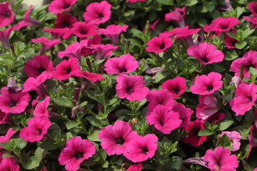 Background of pink petunia flower in garden