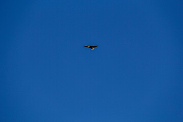 eagle in the sky