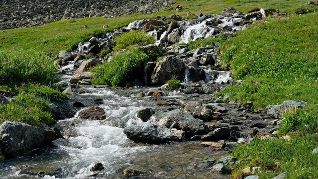Video of Altai river Yarlyamry. The stream is surrounded by alpine forb meadows.
