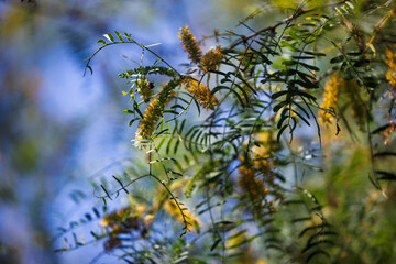 tiny yellow flowers in the shade