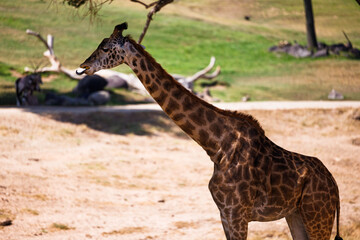 giraffe standing in the foreground in shade