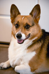 pembroke welsh corgi posing for a portrait