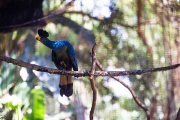 great blue turaco perched on a branch at the zoo