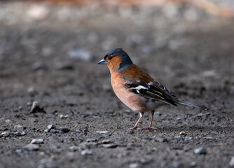 robin on the ground