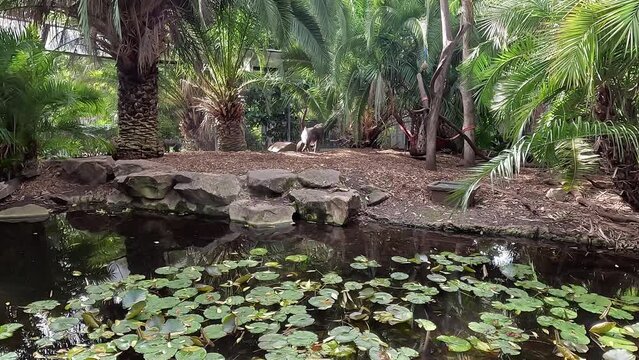 Siamang monkey sitting near a pond with green leaves.