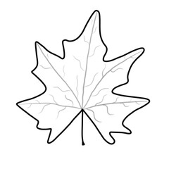 maple leaf silhouette is so beautiful 