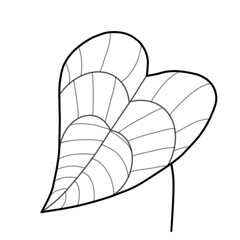 sketch of leaf of a flower