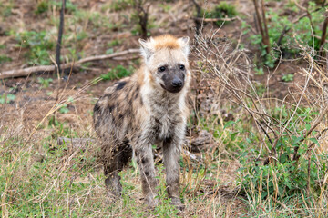 Spotted hyena cub isolated in the Kruger National Park in South Africa