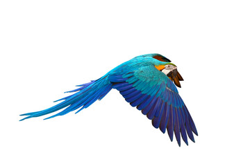 Colorful flying parrot isolated on transparent background png file