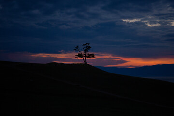 Obraz na płótnie Canvas Lonely Tree on Bright Sunset Background