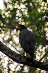 Crested Serpent Eagle, wilpattu National Park Sri Lanka,  It is a raptor, ready to hunt.