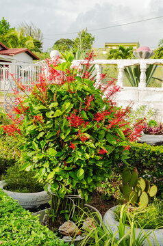 Red Firespike (Odontonema cuspidatum) Flower Plant At Concrete Fencing