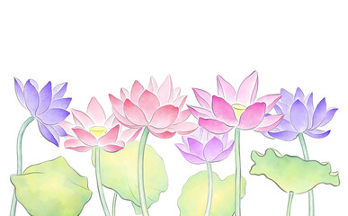 Colorful lotus flowers and leaves isolated on transparent background, watercolor illustration