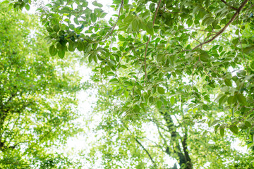 新緑の木々を見上げる