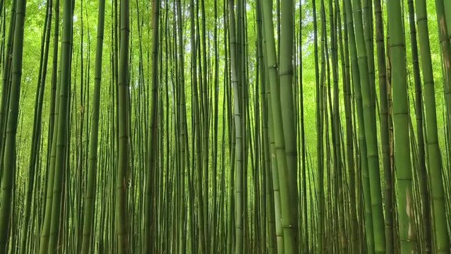Green bamboo forest in Mu Cang Chai, Yen Bai, Vietnam. Natural background.